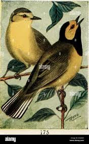 Image result for Wilsonia citrina