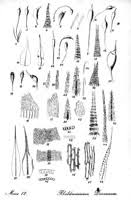 Attēlu rezultāti vaicājumam “Dicranella crispa”