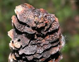 Attēlu rezultāti vaicājumam “Pucciniastrum areolatum”