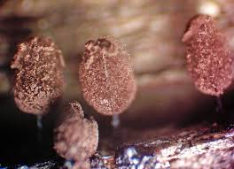 Attēlu rezultāti vaicājumam “Comatricha pulchella macro”