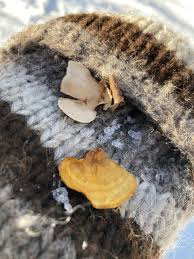 Attēlu rezultāti vaicājumam “Stereum fasciatum”