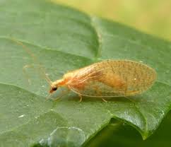 Attēlu rezultāti vaicājumam “Hemerobius perelegans”