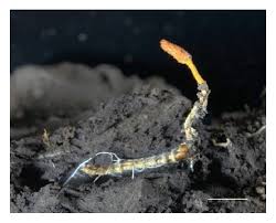 Attēlu rezultāti vaicājumam “Cordyceps stylophora”