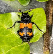 Attēlu rezultāti vaicājumam “Nicrophorus investigator imago”