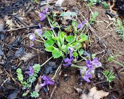 Attēlu rezultāti vaicājumam “Viola rupestris leaf”