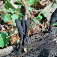 Attēlu rezultāti vaicājumam “Xylaria polymorpha”