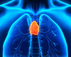 Image result for Thymus