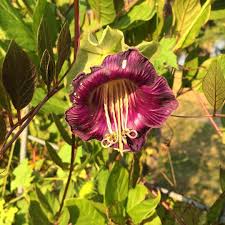 Image result for Glockenrebe