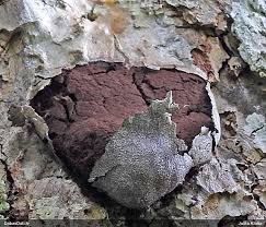 Attēlu rezultāti vaicājumam “Amaurochaete fusiformis”