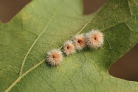 Attēlu rezultāti vaicājumam “Neuroterus albipes”