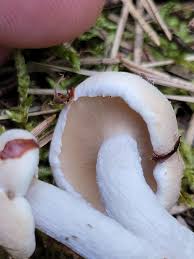 Attēlu rezultāti vaicājumam “Asterophora lycoperdoides”