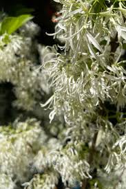 Attēlu rezultāti vaicājumam “Chionanthus virginicus flower”