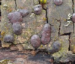 Attēlu rezultāti vaicājumam “Hypoxylon multiforme”