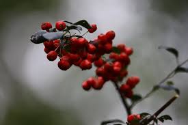 Attēlu rezultāti vaicājumam “Cotoneaster multiflorus fruit”