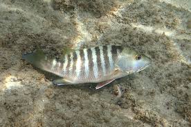 Image result for Lutjanus novemfasciatus