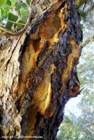 Attēlu rezultāti vaicājumam “Sarcodontia crocea”