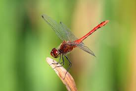 Attēlu rezultāti vaicājumam “Sympetrum sanguineum male”