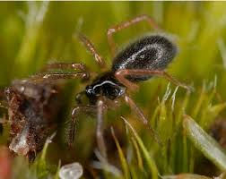 Attēlu rezultāti vaicājumam “Cinclidium stygium”