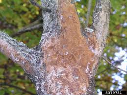 Attēlu rezultāti vaicājumam “Phellinus ferruginosus”
