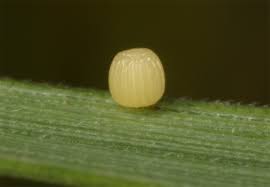 Attēlu rezultāti vaicājumam “Maniola jurtina”