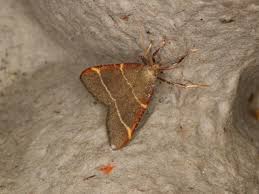 Attēlu rezultāti vaicājumam “Hypsopygia glaucinalis”