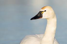 Attēlu rezultāti vaicājumam “Cygnus columbianus”