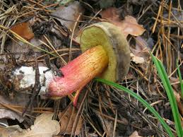 Attēlu rezultāti vaicājumam “Xerocomus pruinatus”