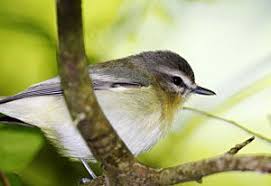 Image result for Vireo philadelphicus