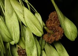 Attēlu rezultāti vaicājumam “Acalitus longisetosus”