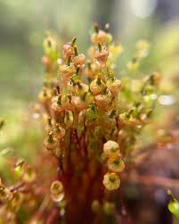 Attēlu rezultāti vaicājumam “Splachnum ampullaceum”