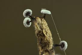 Attēlu rezultāti vaicājumam “Didymium clavus”