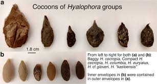 Attēlu rezultāti vaicājumam “Phylloneta cocoon”