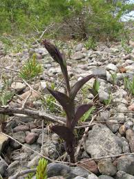 Attēlu rezultāti vaicājumam “Epipactis atrorubens bud”