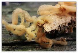 Attēlu rezultāti vaicājumam “Heterotrichia obvelata (syn. Arcyria obvelata)”