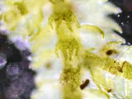 Attēlu rezultāti vaicājumam “Lepidozia reptans”