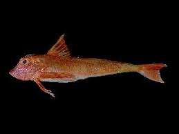 Image result for Chelidonichthys cuculus