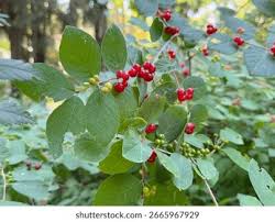 Attēlu rezultāti vaicājumam “Lonicera xylosteum fruit”