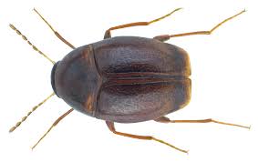 Attēlu rezultāti vaicājumam “Scaphisoma sp.”