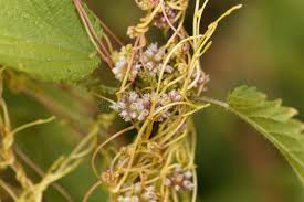 Attēlu rezultāti vaicājumam “Cuscuta europaea flower”