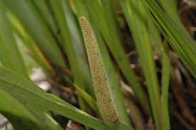 Attēlu rezultāti vaicājumam “Acoraceae”