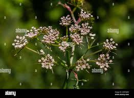 Attēlu rezultāti vaicājumam “Carum carvi flower”