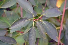 Attēlu rezultāti vaicājumam “Forsythia intermedia”