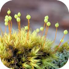 Attēlu rezultāti vaicājumam “Bartramia pomiformis”