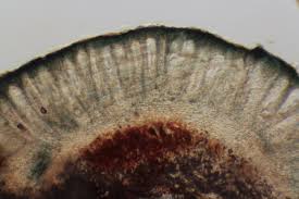 Attēlu rezultāti vaicājumam “Mycoblastus sanguinarius”