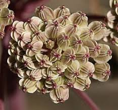 Attēlu rezultāti vaicājumam “Angelica sylvestris flower”