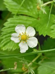 Image result for Fragaria vesca