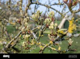 Attēlu rezultāti vaicājumam “Pyrus communis bud”