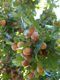 Attēlu rezultāti vaicājumam “Quercus robur”