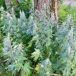 Attēlu rezultāti vaicājumam “Leonurus quinquelobatus”