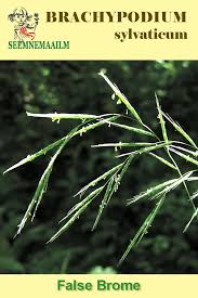 Attēlu rezultāti vaicājumam “Brachypodium sylvaticum”